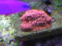 DSCN0490.jpg