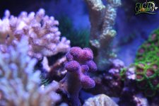 IMG_1142.jpg