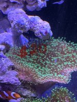 IMG_8674.jpeg