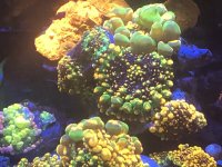 IMG_2918.jpeg