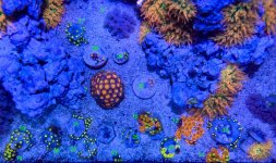 Zoas-01.jpg