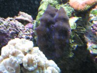 Reef6months084.jpg