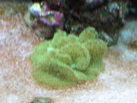 Reef6months093.jpg