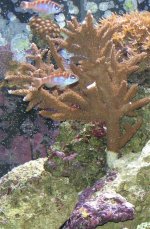 Unknown SPS from Chris.jpg