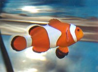 fish1.jpg