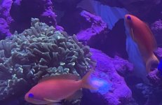 IMG_0522.jpeg
