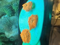 IMG_4738.jpeg