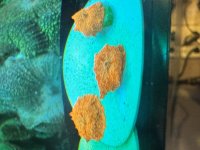 IMG_4741.jpeg
