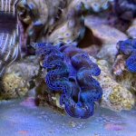 IMG_1619.jpeg