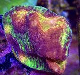 IMG_2164.jpeg