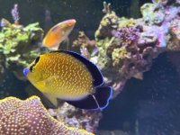 IMG_4323.jpeg