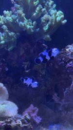 IMG_8984.jpeg