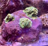 IMG_4931.jpeg