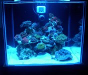 new tank actinics .jpg new tank actinics .jpg