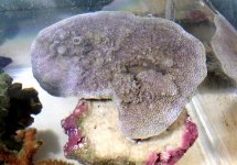 purple pylop monti .jpg purple pylop monti .jpg