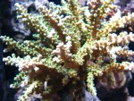 coral.jpg