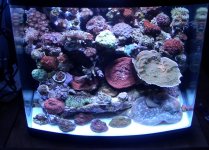 full tank shot .jpg