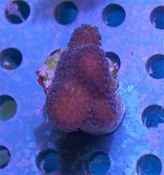 PinkStylobluepolyps.jpg