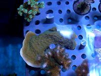 GreenCapBluePolyp.jpg