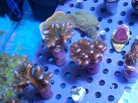 Green_PinkPoccilipora.jpg