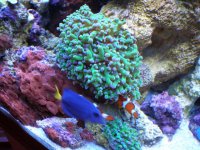 reef tank 2 14 08 018.jpg