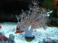 2007 reef tank 2 pix 002.jpg