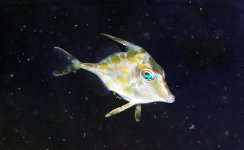 tripodichthys.jpg