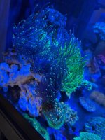 IMG_7377.jpeg