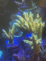 IMG_2949.jpg
