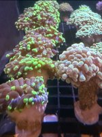 IMG_0770.jpeg