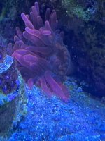 Anemone mini.jpg