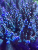 IMG_2731.jpeg