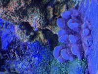 IMG_2962.jpeg
