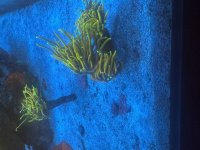 IMG_2636.jpeg