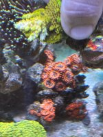 IMG_3525.jpeg