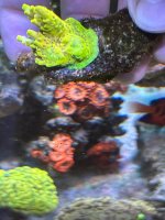 IMG_3522.jpeg