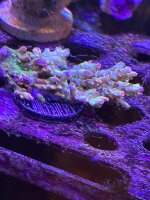 IMG_3476.jpeg