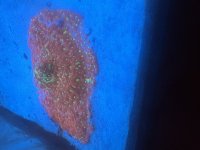 IMG_2686.jpeg