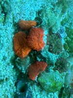 IMG_3606.jpeg