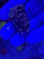 IMG_3652.jpeg