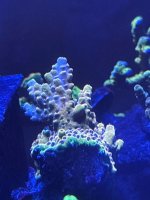 IMG_3642.jpeg
