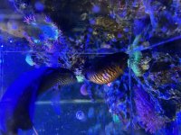 IMG_7609.jpeg