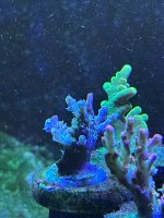 IMG_3670.jpeg
