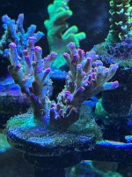 IMG_3668.jpeg
