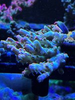 IMG_3671.jpeg
