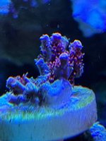 IMG_3672.jpeg