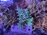IMG_3181.jpeg