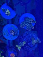 IMG_3811.jpeg