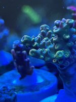 IMG_3807.jpeg