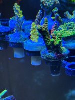 IMG_3803.jpeg